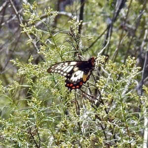 Papilio anactus at Canberra Central, ACT - 17 Jan 2018