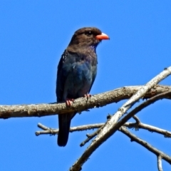 Eurystomus orientalis (Dollarbird) at Fyshwick, ACT - 17 Jan 2018 by RodDeb