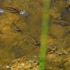 Gambusia holbrooki (Gambusia, Plague minnow, Mosquito fish) at Fyshwick, ACT - 17 Jan 2018 by RodDeb