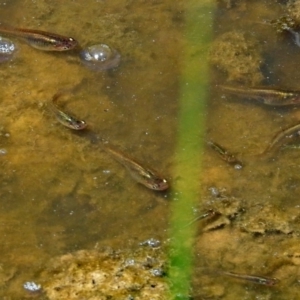 Gambusia holbrooki at Fyshwick, ACT - 18 Jan 2018