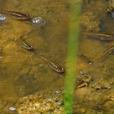 Gambusia holbrooki (Gambusia, Plague minnow, Mosquito fish) at Jerrabomberra Wetlands - 18 Jan 2018 by RodDeb