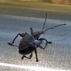 Merimnetes sp. (genus) (A weevil) at Hackett, ACT - 17 Jan 2018 by RodDeb