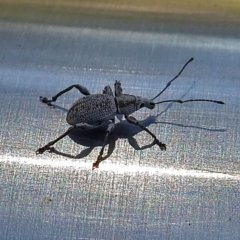 Merimnetes sp. (genus) at Hackett, ACT - 17 Jan 2018 09:40 AM