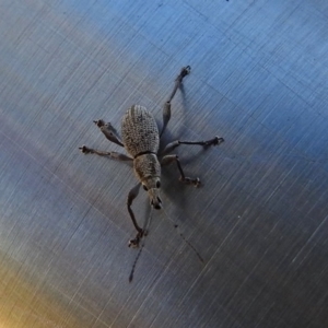 Merimnetes sp. (genus) at Hackett, ACT - 17 Jan 2018 09:40 AM