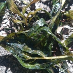 Potamogeton sp. (Pondweed) at Canberra, ACT - 15 Jan 2018 by TimYiu
