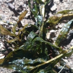 Potamogeton sp. at Canberra, ACT - 15 Jan 2018 10:40 AM