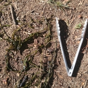 Potamogeton sp. at Canberra, ACT - 15 Jan 2018