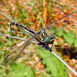 Austrogomphus australis at Acton, ACT - 17 Jan 2018