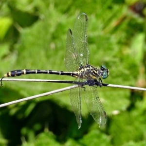 Austrogomphus australis at Acton, ACT - 17 Jan 2018