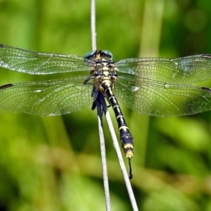 Austrogomphus australis at Acton, ACT - 17 Jan 2018 12:34 PM