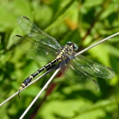 Austrogomphus australis at Acton, ACT - 17 Jan 2018 12:34 PM