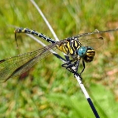 Austrogomphus australis at Acton, ACT - 17 Jan 2018 12:34 PM