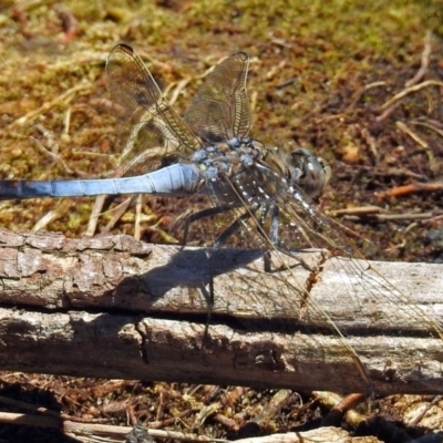 Orthetrum caledonicum (Blue Skimmer) at Lake Burley Griffin West - 17 Jan 2018 by RodDeb