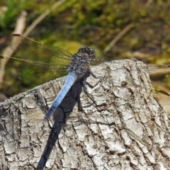 Orthetrum caledonicum at Acton, ACT - 17 Jan 2018