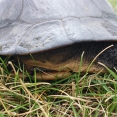 Chelodina longicollis (Eastern Long-necked Turtle) at Australian National University - 26 Oct 2017 by TimYiu