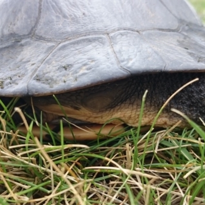 Chelodina longicollis (Eastern Long-necked Turtle) at Canberra, ACT - 27 Oct 2017 by TimYiu