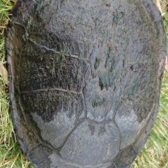 Chelodina longicollis at Canberra, ACT - 27 Oct 2017