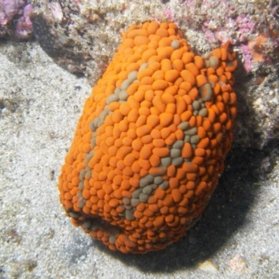 Phlyctenactis tuberculosa (Baked Bean Anemone) at Merimbula, NSW - 4 Feb 2014 by rickcarey