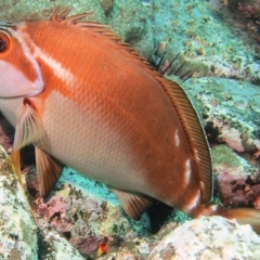 Cheilodactylus fuscus (Red Morwong) at Merimbula, NSW - 7 Jan 2018 by rickcarey