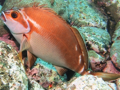 Cheilodactylus fuscus (Red Morwong) at Merimbula, NSW - 7 Jan 2018 by rickcarey