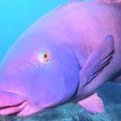 Achoerodus viridis (Eastern Blue Groper) at Merimbula, NSW - 7 Jan 2018 by rickcarey