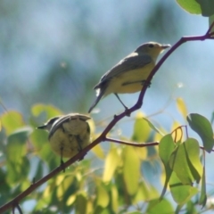 Gerygone olivacea (White-throated Gerygone) at Campbell Park Woodland - 22 Dec 2012 by KMcCue