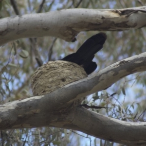 Corcorax melanorhamphos at Belconnen, ACT - 7 Nov 2009