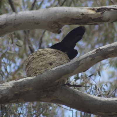 Corcorax melanorhamphos (White-winged Chough) at Aranda Bushland - 7 Nov 2009 by KMcCue