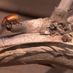 Ecnolagria grandis (Honeybrown beetle) at Aranda, ACT - 28 Jan 2012 by KMcCue