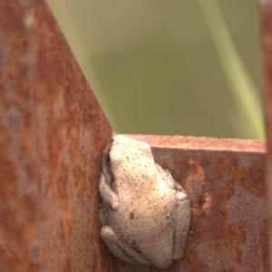 Litoria peronii at Paddys River, ACT - 14 Jan 2012