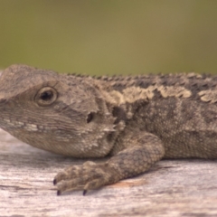 Amphibolurus muricatus (Jacky Lizard) at Paddys River, ACT - 14 Jan 2012 by KMcCue