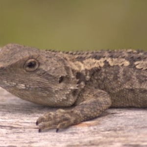 Amphibolurus muricatus at Paddys River, ACT - 14 Jan 2012