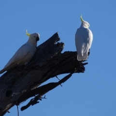 Cacatua galerita (Sulphur-crested Cockatoo) at Symonston, ACT - 19 Jan 2018 by Mike