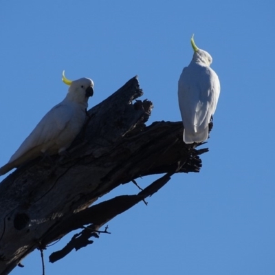 Cacatua galerita (Sulphur-crested Cockatoo) at Symonston, ACT - 19 Jan 2018 by Mike