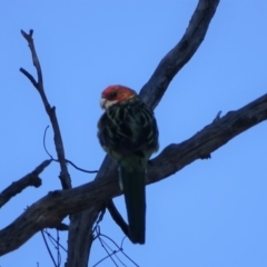 Platycercus eximius (Eastern Rosella) at Symonston, ACT - 19 Jan 2018 by Mike