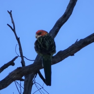 Platycercus eximius (Eastern Rosella) at Symonston, ACT - 19 Jan 2018 by Mike
