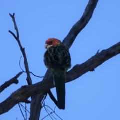 Platycercus eximius (Eastern Rosella) at Symonston, ACT - 18 Jan 2018 by Mike