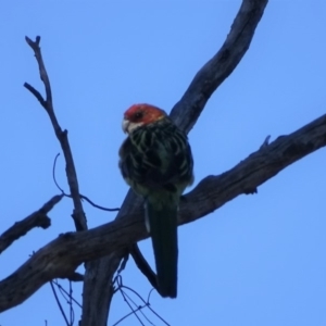 Platycercus eximius at Symonston, ACT - 19 Jan 2018