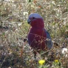 Eolophus roseicapilla (Galah) at Symonston, ACT - 19 Jan 2018 by Mike