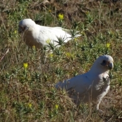 Cacatua sanguinea (Little Corella) at Symonston, ACT - 19 Jan 2018 by Mike