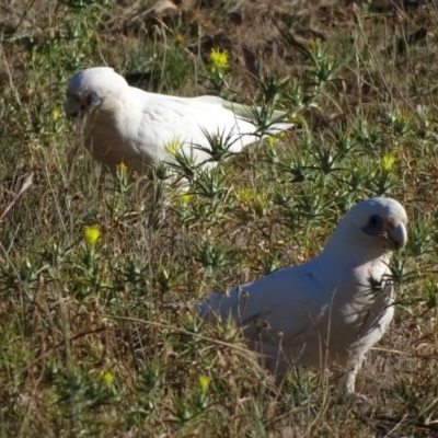 Cacatua sanguinea (Little Corella) at Symonston, ACT - 19 Jan 2018 by Mike