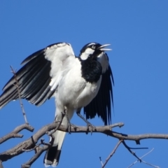 Grallina cyanoleuca (Magpie-lark) at Callum Brae - 18 Jan 2018 by Mike