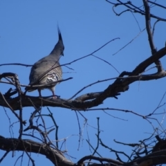 Ocyphaps lophotes (Crested Pigeon) at Callum Brae - 18 Jan 2018 by Mike