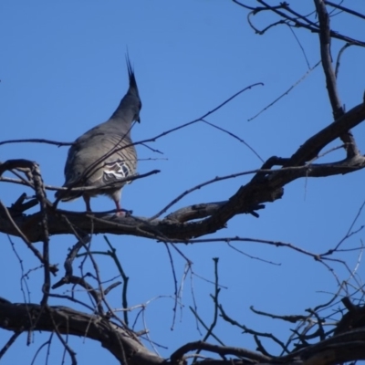 Ocyphaps lophotes (Crested Pigeon) at Jerrabomberra, ACT - 19 Jan 2018 by Mike