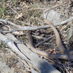 Pseudonaja textilis (Eastern Brown Snake) at Namadgi National Park - 22 Oct 2011 by KMcCue
