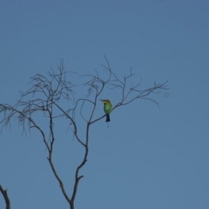 Merops ornatus at Molonglo River Reserve - 9 Nov 2010