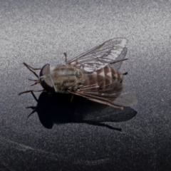 Dasybasis acutipalpis (A march fly) at Acton, ACT - 17 Jan 2018 by RodDeb