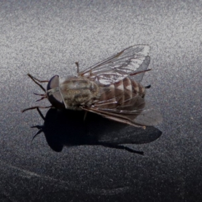 Dasybasis acutipalpis (A march fly) at Black Mountain - 17 Jan 2018 by RodDeb