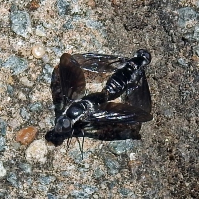 Pseudopenthes fenestrata (Window-winged bee fly) at Black Mountain - 17 Jan 2018 by RodDeb