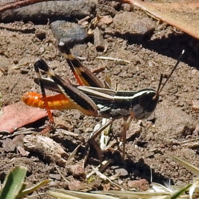 Macrotona australis (Common Macrotona Grasshopper) at Black Mountain - 17 Jan 2018 by RodDeb